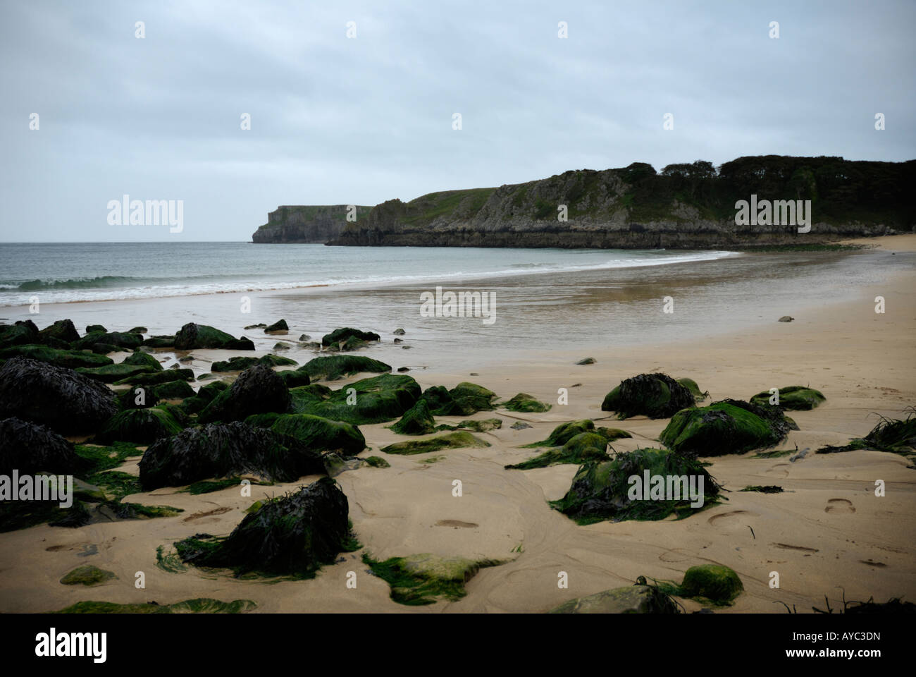 Barafundle, Baia Beach,Dyfed,Pembrokeshire,Cymru,Galles,Celtic,la Gran Bretagna Foto Stock