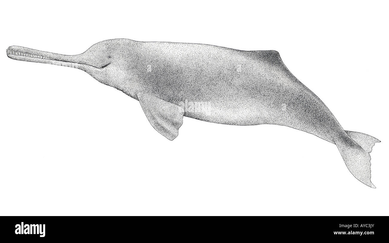 Gange delfini di fiume (Platanista gangetica), disegno Foto Stock