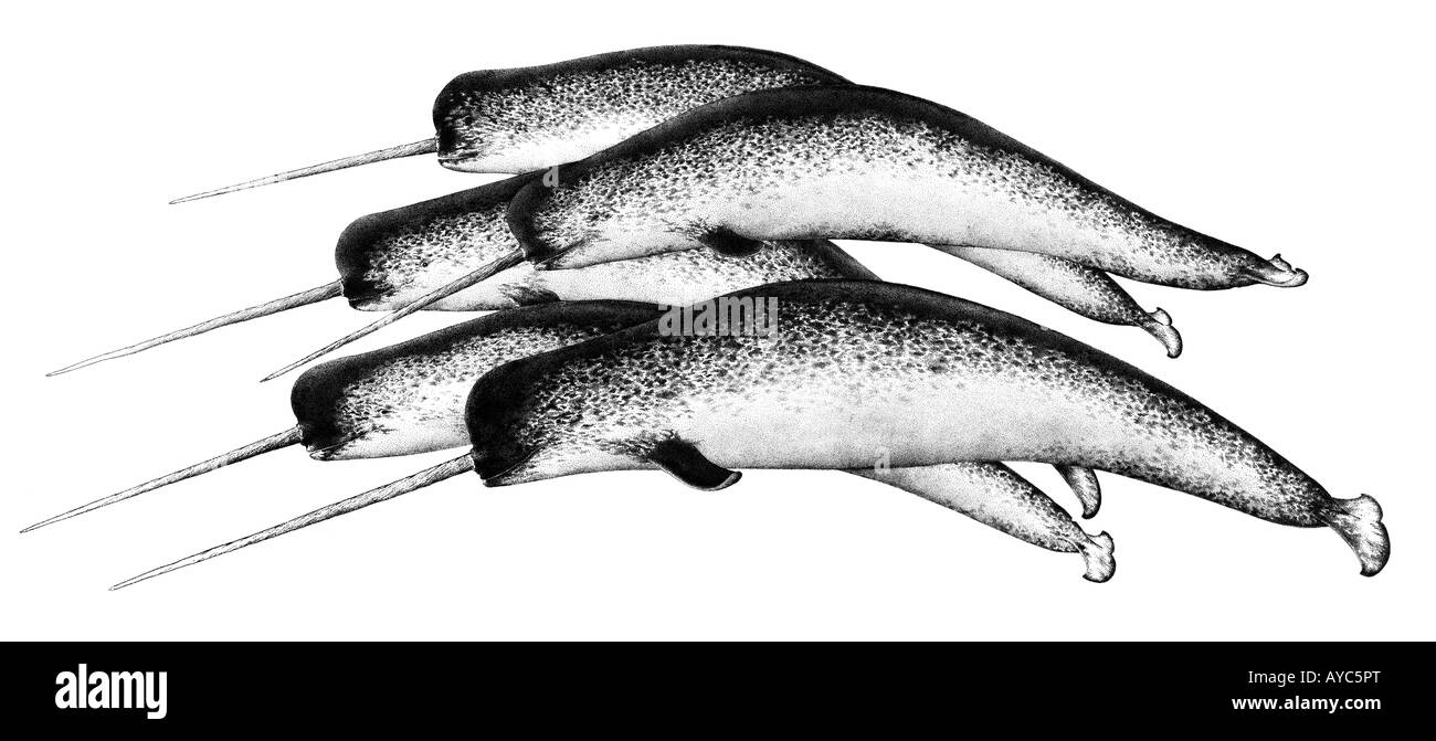 Narwhal (Monodon monoceros), gruppo di maschi, disegno Foto Stock