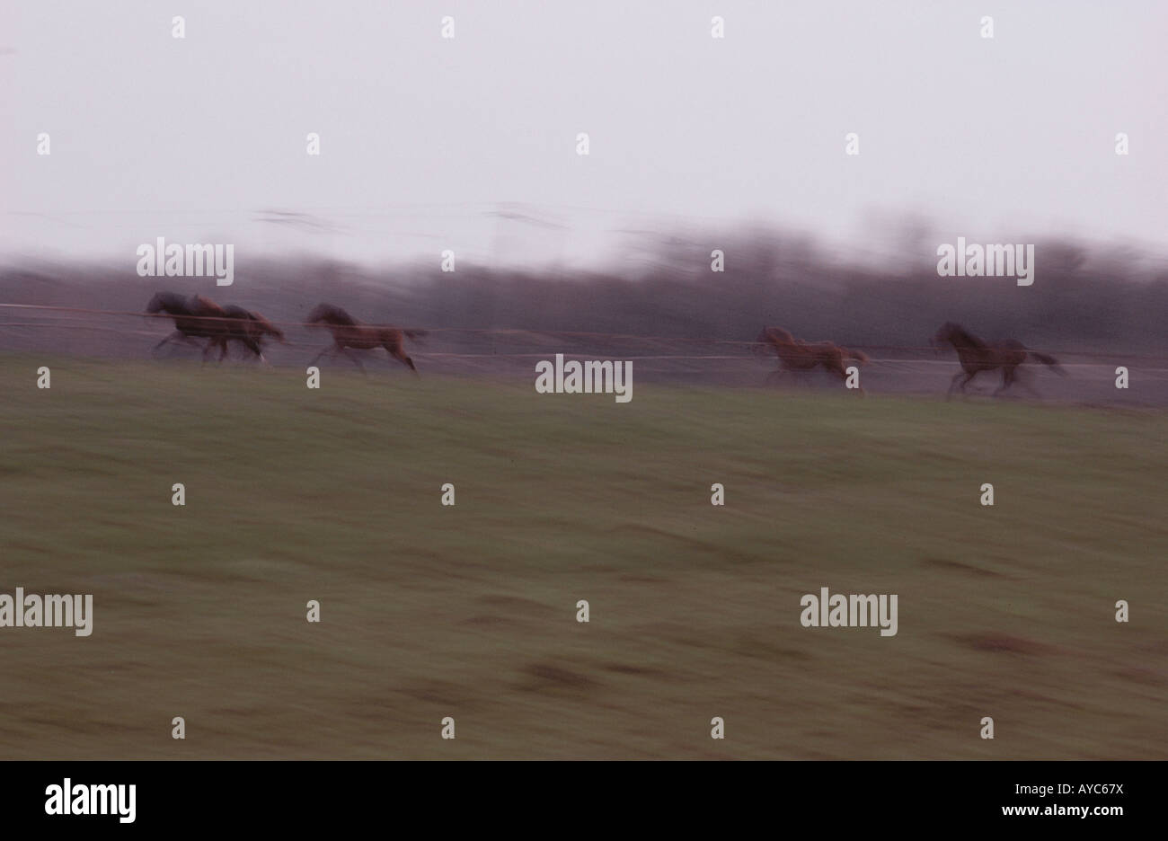 Cavalli al galoppo nel campo Foto Stock