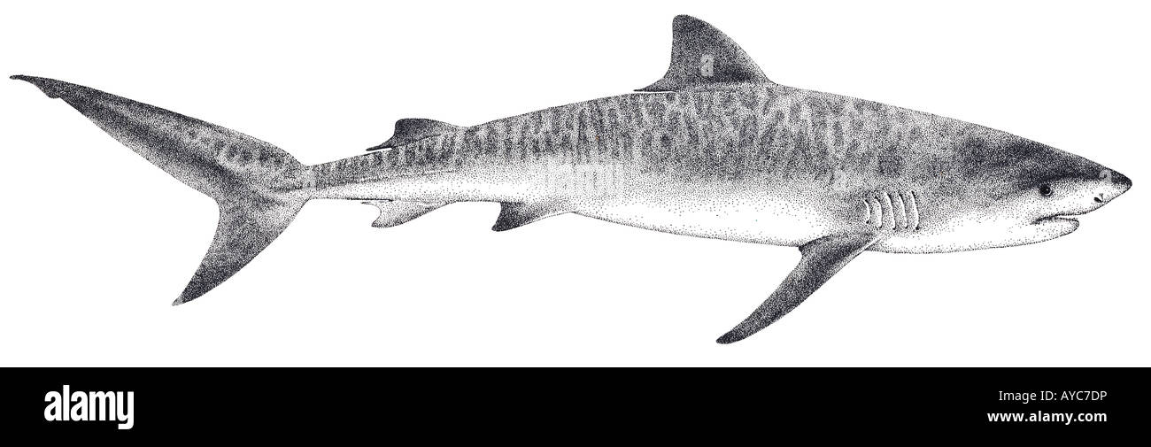 Tiger Shark (Galeocerdo cuvier, disegno Foto Stock