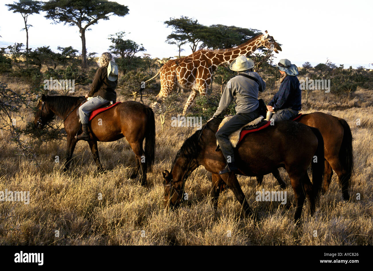 Tre piloti del Cavallino vicino a traliccio Giraffa presso Lewa Downs Kenya Africa orientale Foto Stock