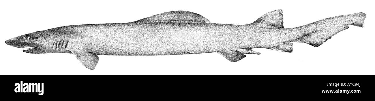 Falsi gattucci (Pseudotriakis microdon), disegno Foto Stock