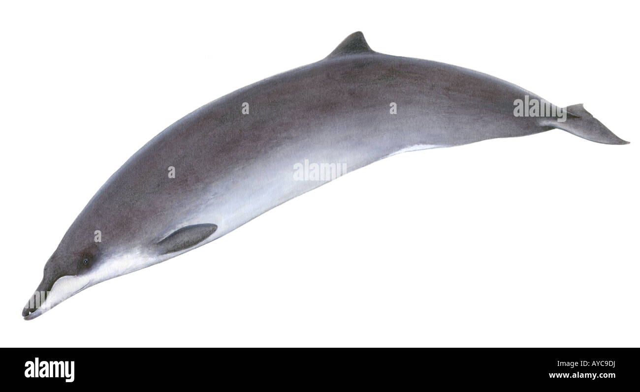 Dal becco pigmeo di balena, fatturati peruviana balena (Mesoplodon peruvianum, disegno Foto Stock