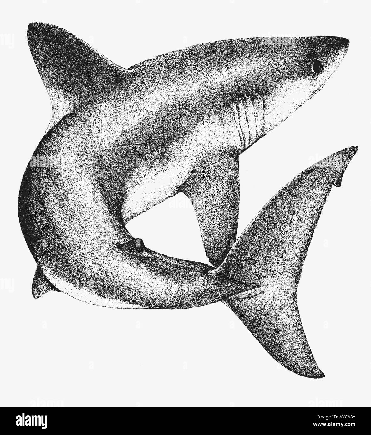 Smeriglio Lamna nasus disegno Foto Stock