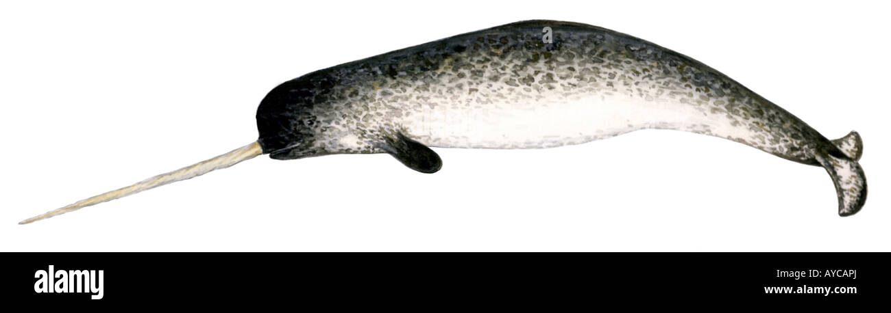 Narwhal (Monodon monoceros), maschio, disegno Foto Stock