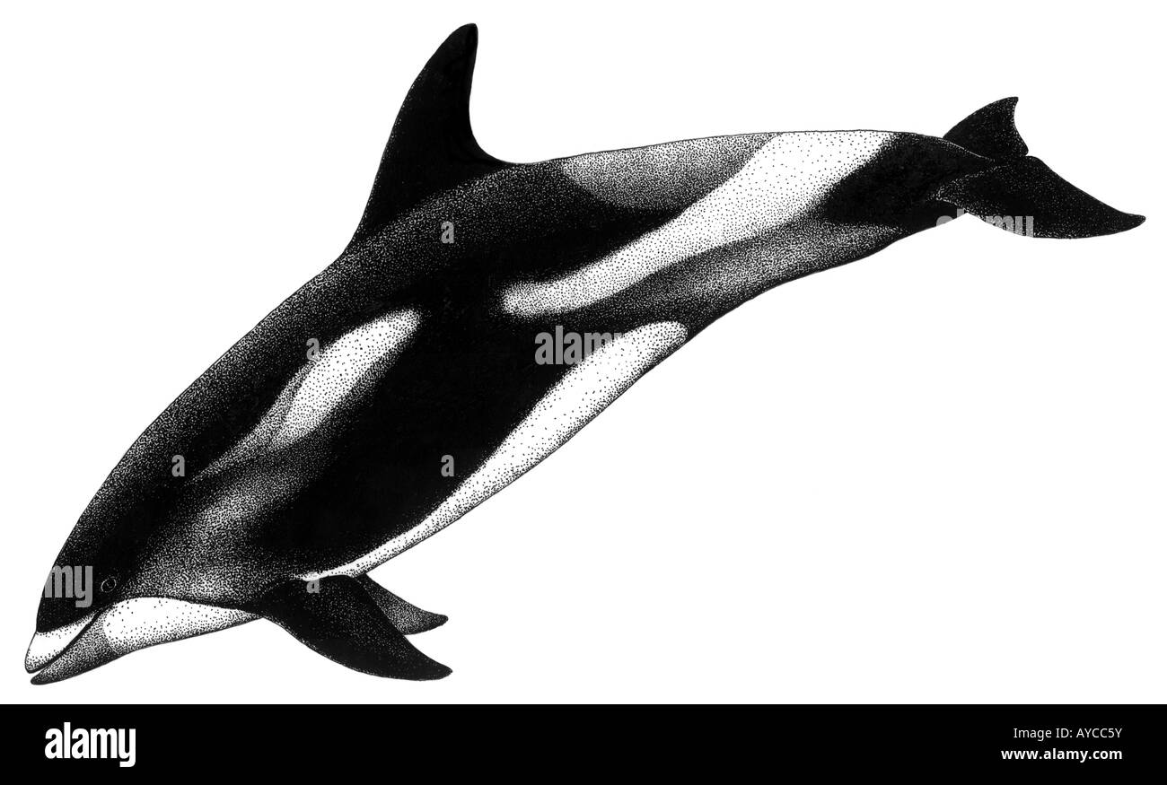 Dal becco bianco Dolphin (Lagenorhynchus albirostris), disegno Foto Stock