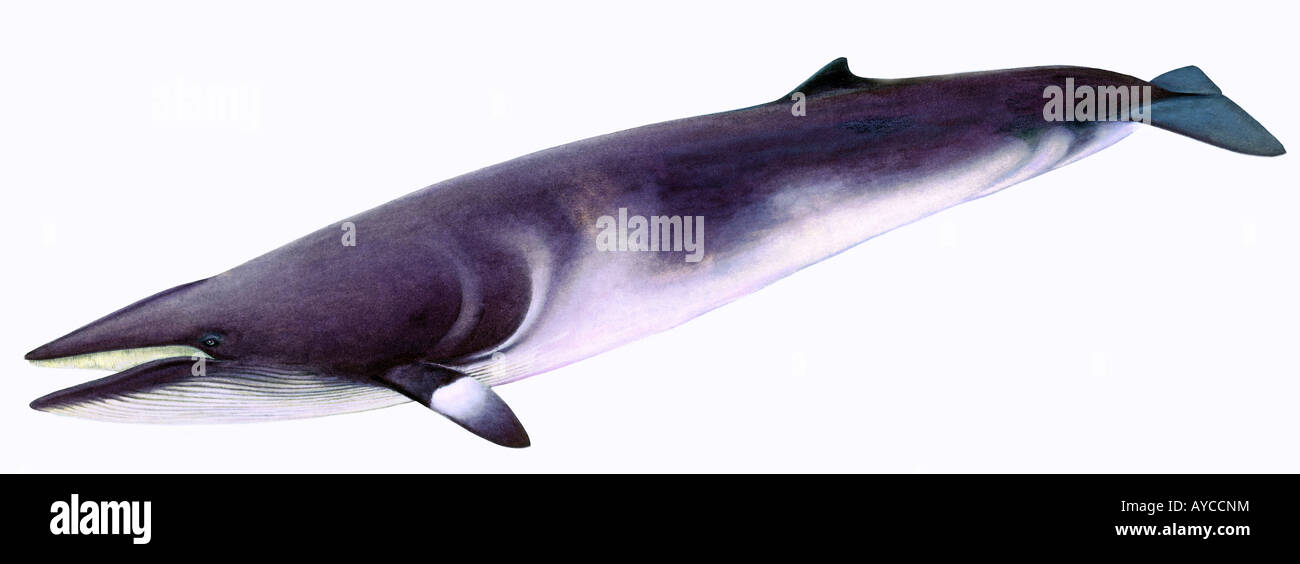 Northern Minke Whale (Balaenoptera acutorostrata), disegno Foto Stock