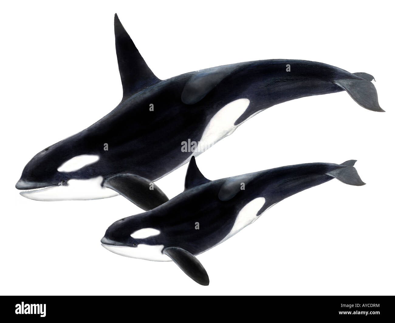 Orca, Balena Killer Whale (Orcinus orca), maschio e femmina disegno Foto Stock