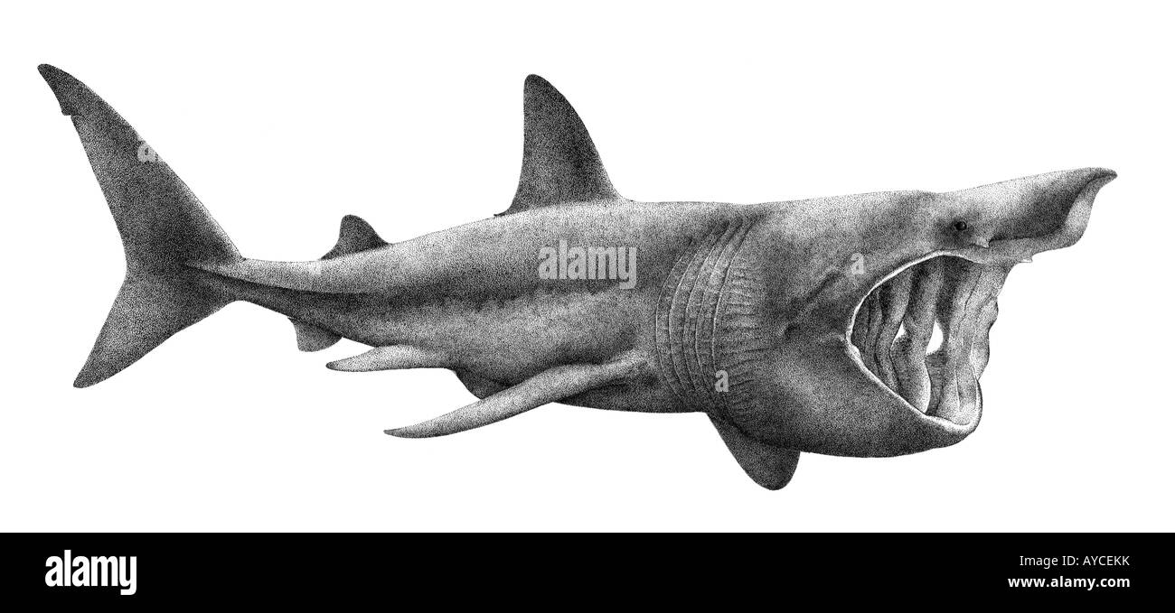 Lo squalo elefante (Cetorhinus maximus), disegno Foto Stock