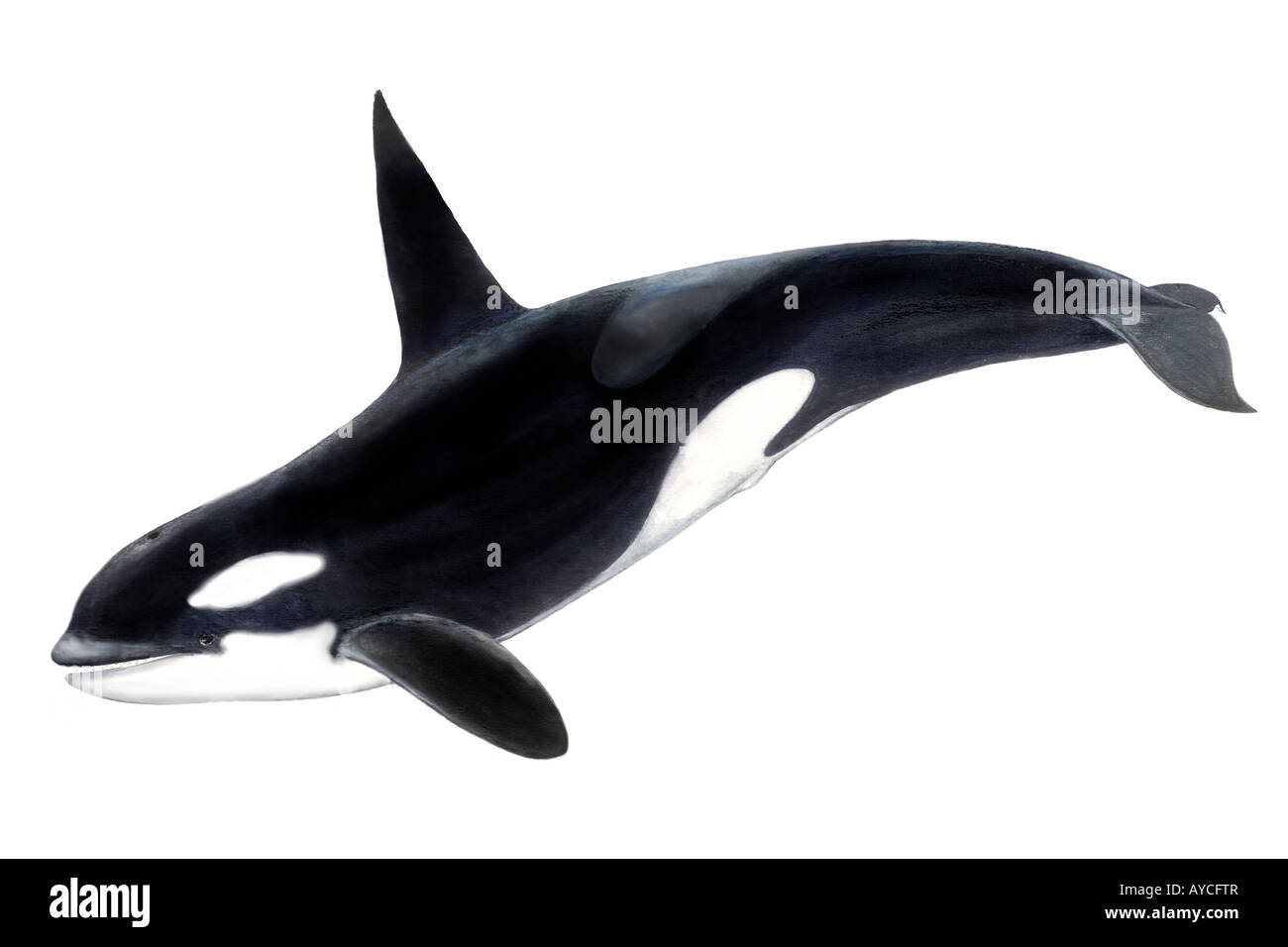 Orca, Balena Killer Whale (Orcinus orca), maschio, disegno Foto Stock