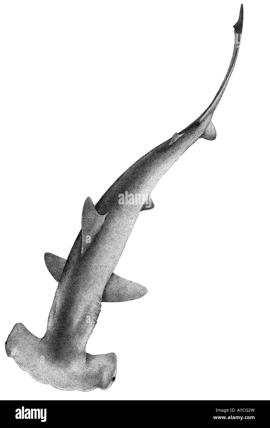 Dentellata (a testa di martello Sphyrna lewini), disegno Foto Stock