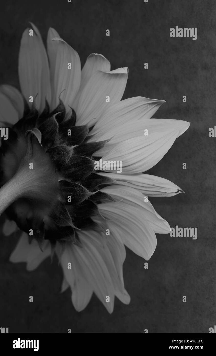 Il lato inferiore di un grande girasole in bianco e nero Foto Stock