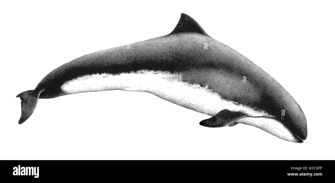 La Focena, comune la focena (Phocoena phocoena), disegno Foto Stock