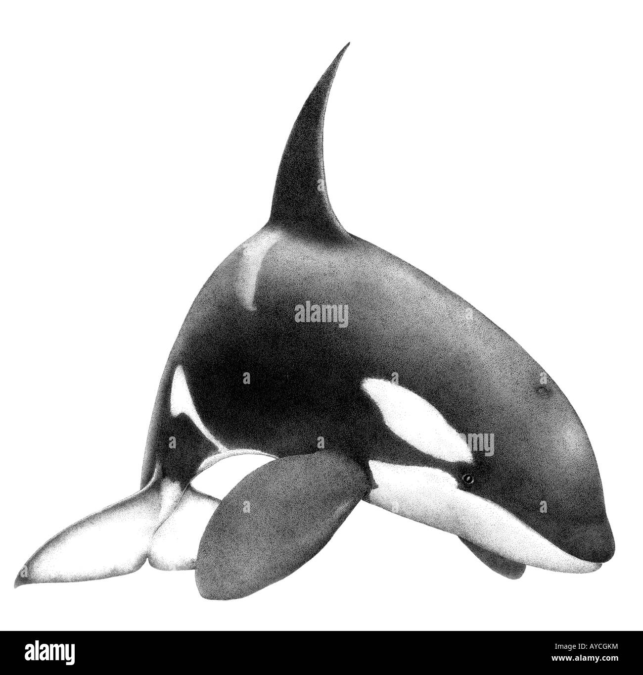 Orca, Balena Killer Whale (Orcinus orca), disegno Foto Stock