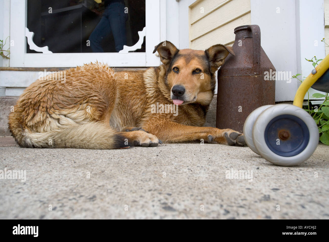 Un vecchio cane in una sonnolenta New England città portuale Foto Stock