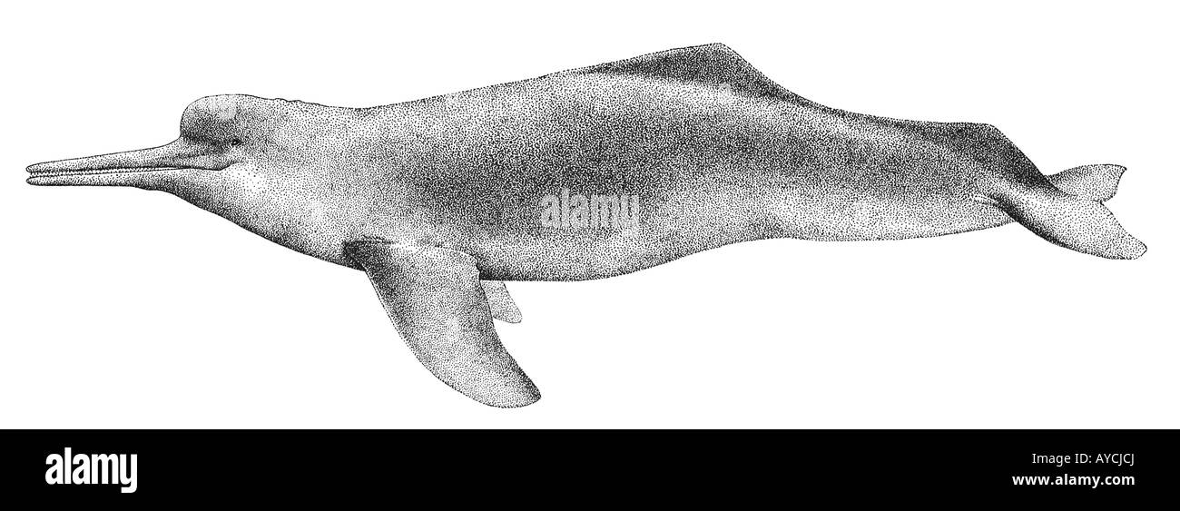 Amazon delfini di fiume, Boto, Boutu (geoffrensis Inia), disegno Foto Stock