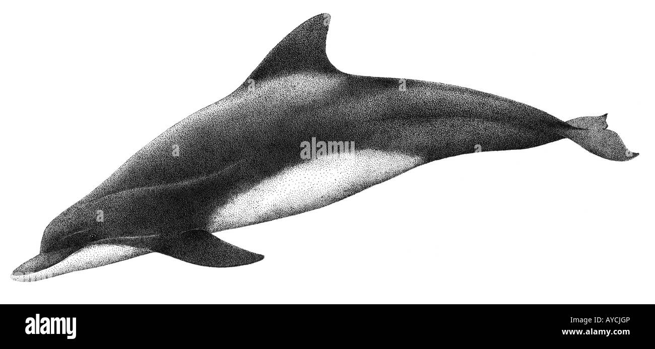 Il tursiope o delfino maggiore (Tursiops truncatus), disegno Foto Stock