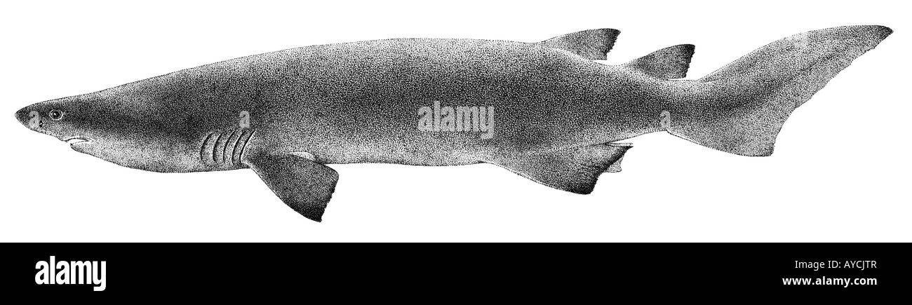Squalo coccolone, Squalo spinoso (Echinorhinus cookei), disegno Foto Stock