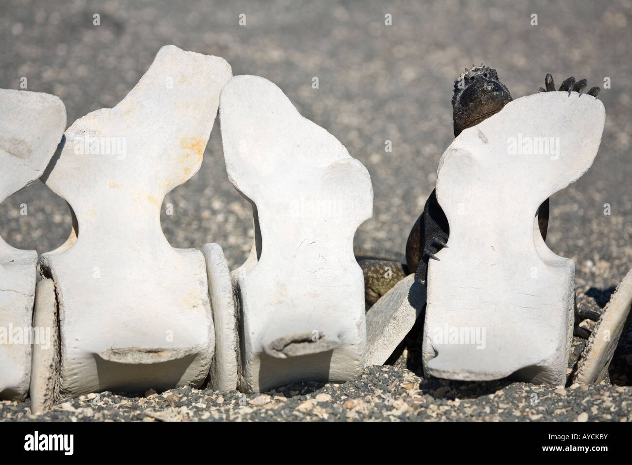 Iguana marina riscaldamento contro una vertebra di balena sulla sabbia grigia Fernandina Foto Stock