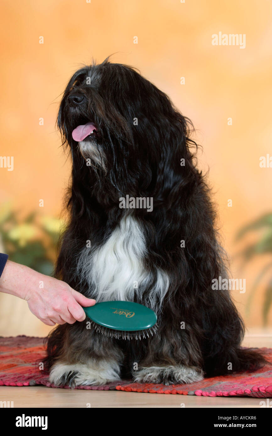 Tibetan Terrier beeing spazzolato Foto Stock
