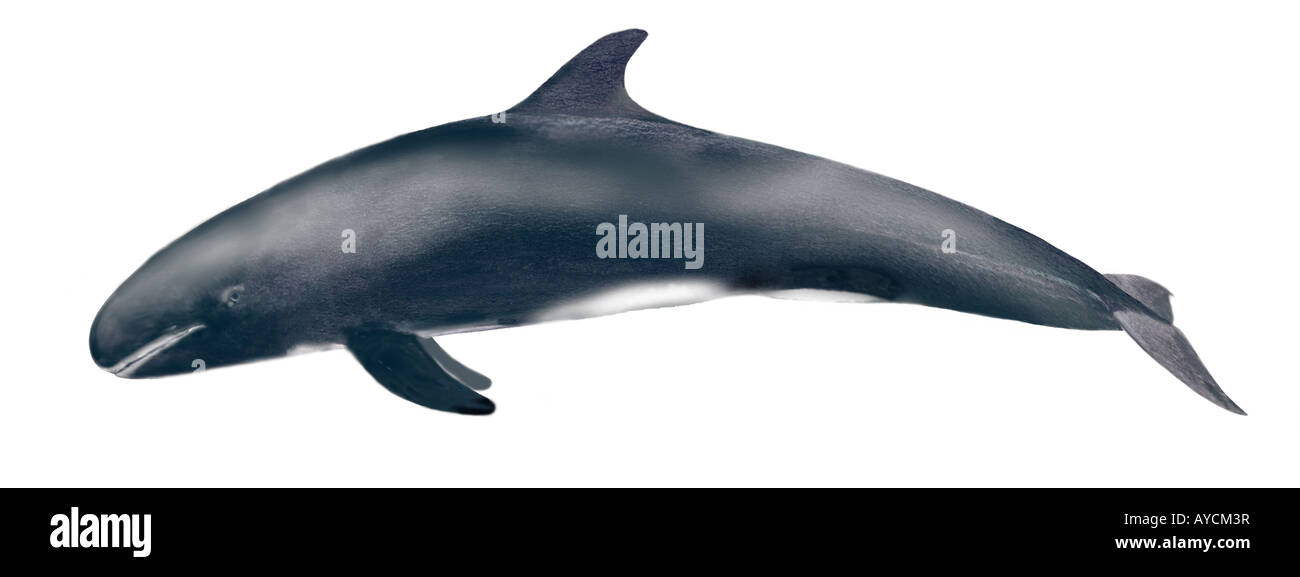 Pigmeo di balena killer Feresa attenuata disegno Foto Stock