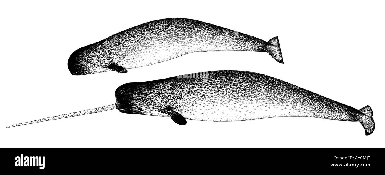 Narwhal (Monodon monoceros), maschio e femmina, disegno Foto Stock