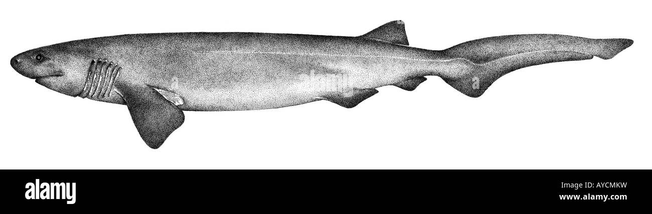 Bluntnose Sixgill Shark, Mucca Shark (Hexanchus griseus), disegno Foto Stock