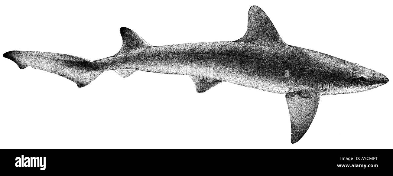 Buon palombo, Dusky Smoothhound (Mustelus canis), disegno Foto Stock