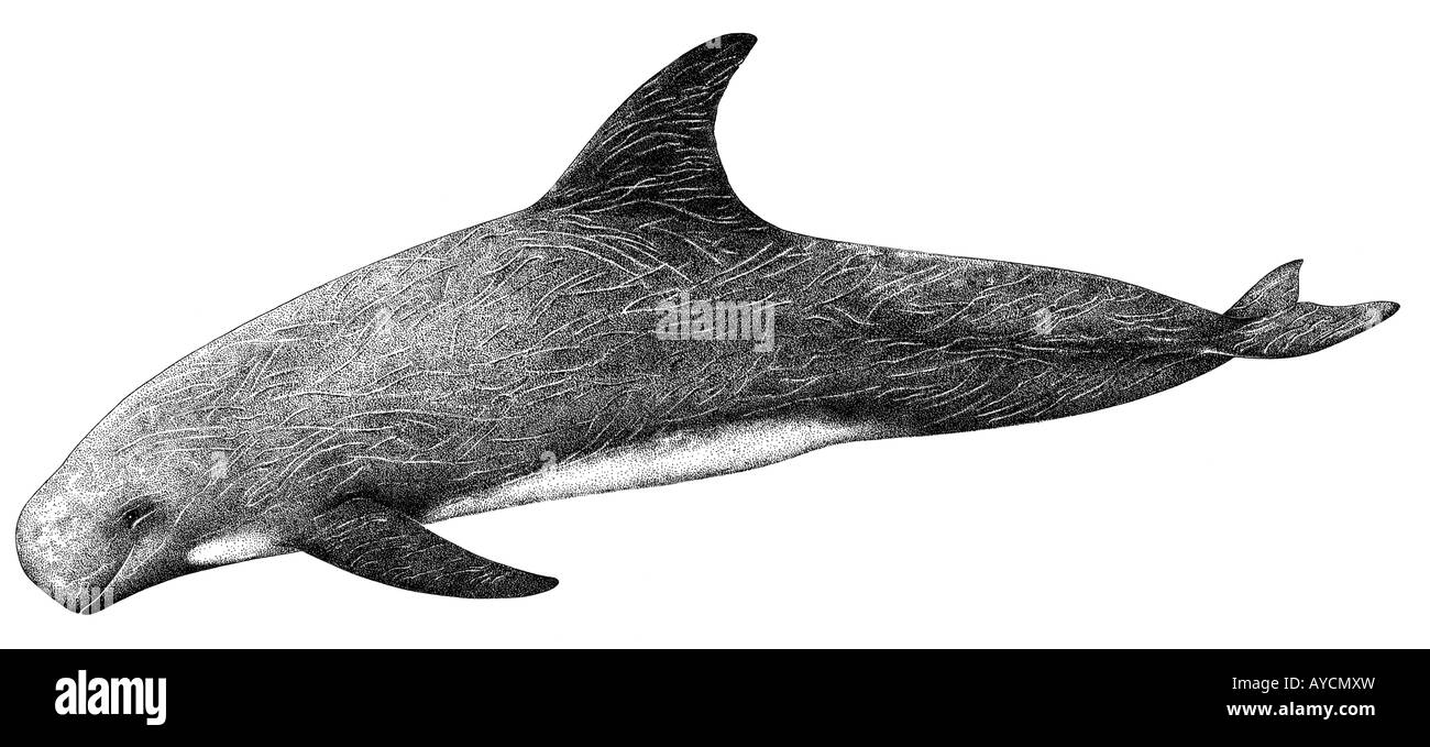 Risso, Dolphin Grampus grigio, bianco-guidato Grampus (Grampus griseus), disegno Foto Stock