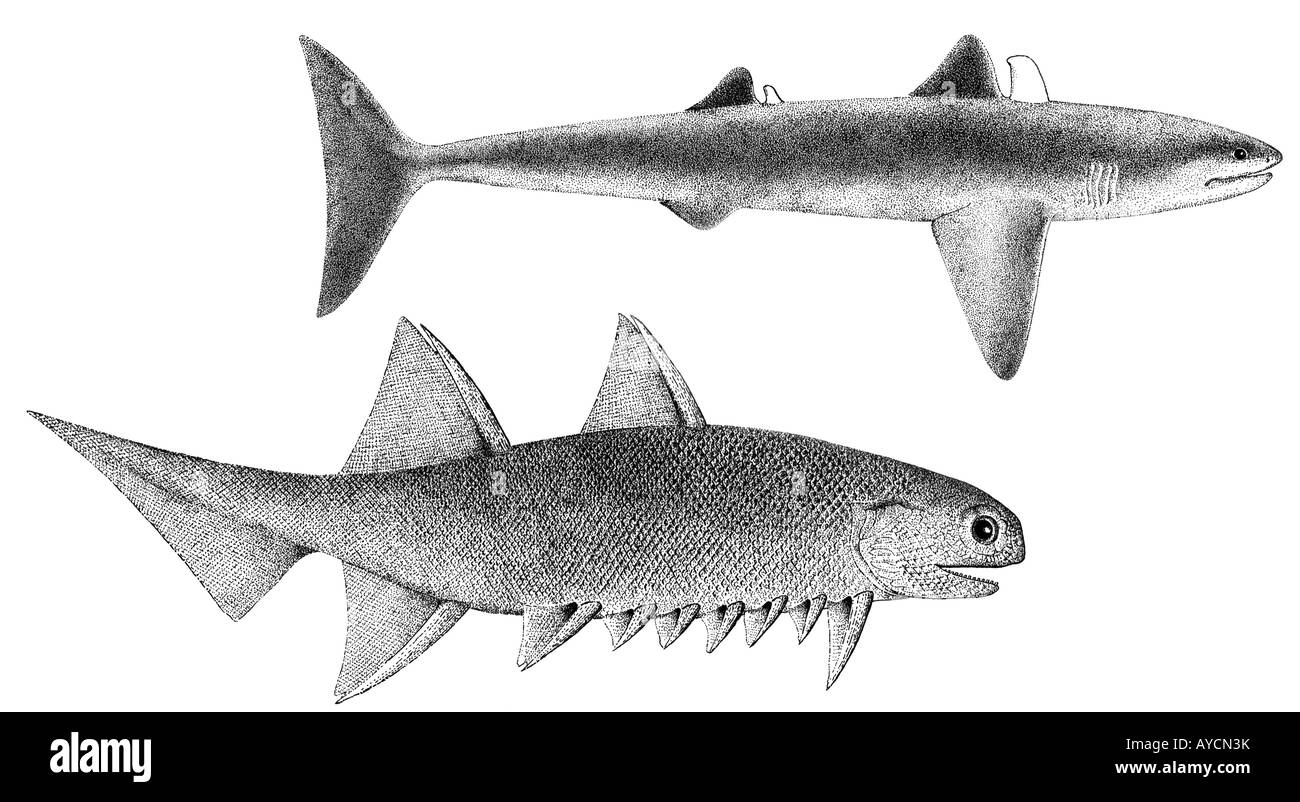 Antica squali, sopra Cladoselache, sotto Climatius reticulatus, disegno Foto Stock