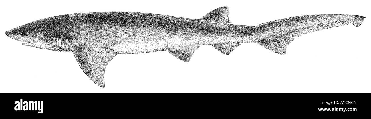 Sevengill Sharpnose Shark (Heptranchias perlo), disegno Foto Stock