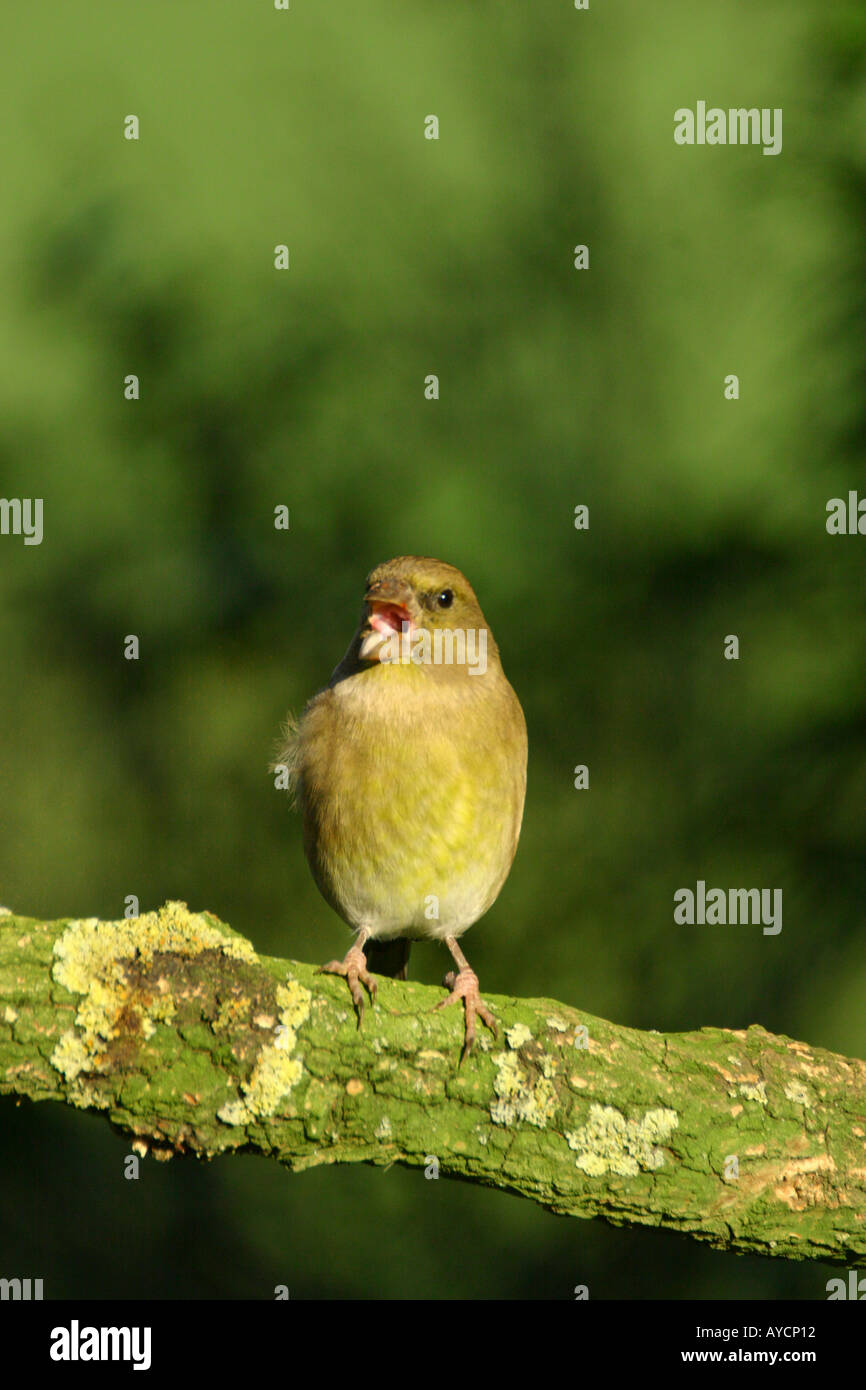 Verdone carduelis chloris su lichene ramo coperti Foto Stock
