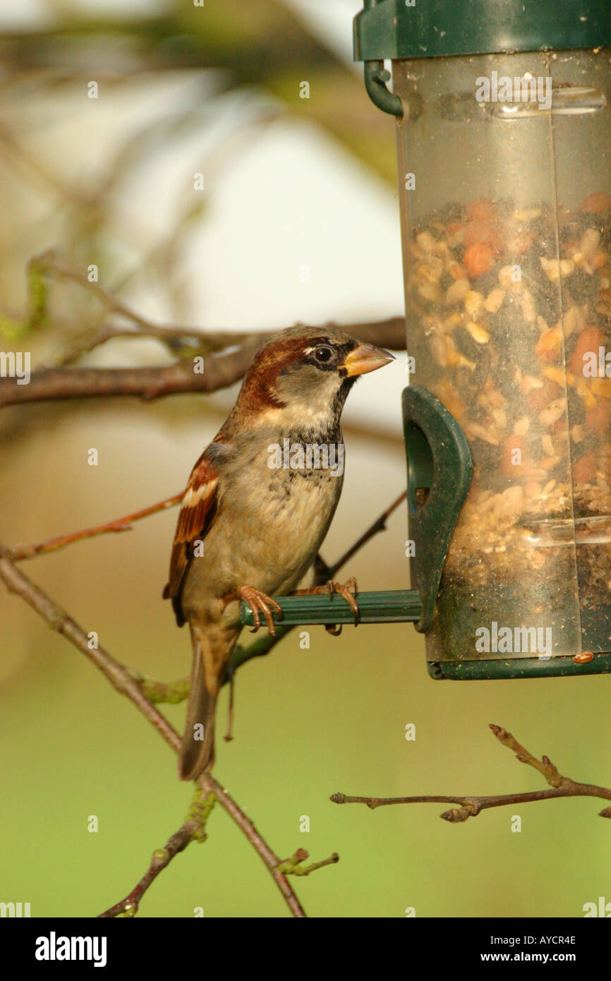 Casa passero passer domesticus su alimentatore di sementi Foto Stock