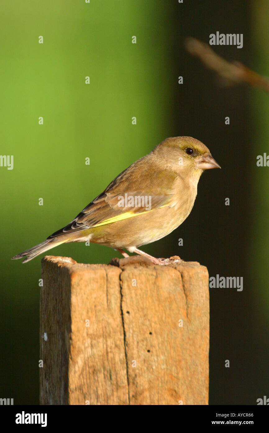Verdone carduelis chloris seduto sul palo da recinzione Foto Stock