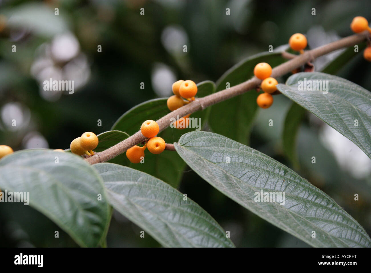Shaggy Leaf Fig o Shaggy-lasciava in Fig, Ficus villosa Moraceae. Frutti maturi di Sabah Borneo Sud Est asiatico Foto Stock