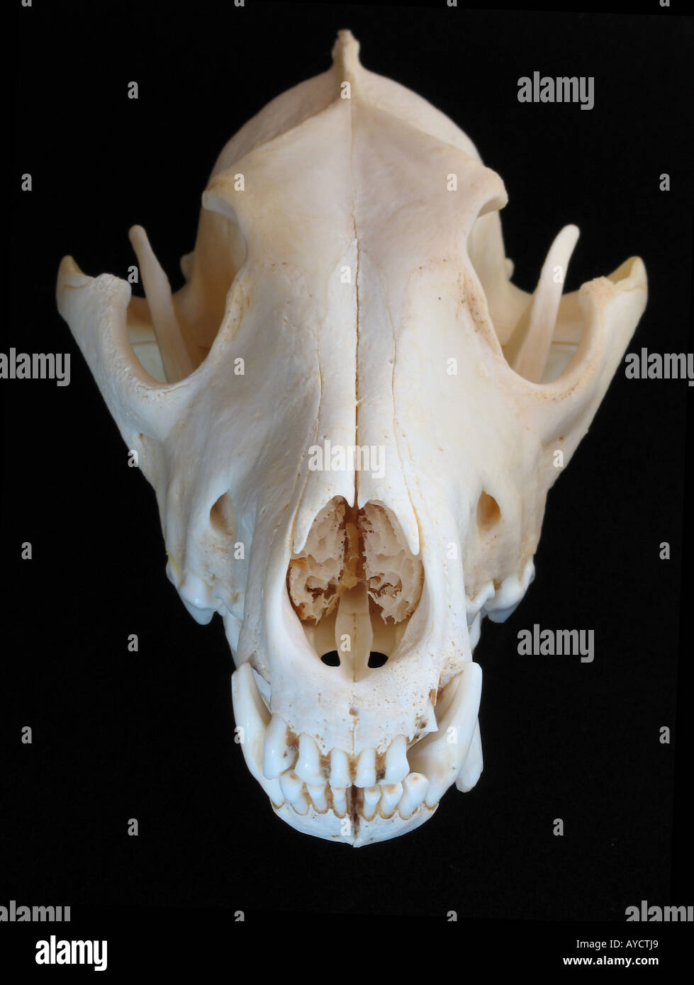 Coyote cranio su sfondo nero Foto Stock