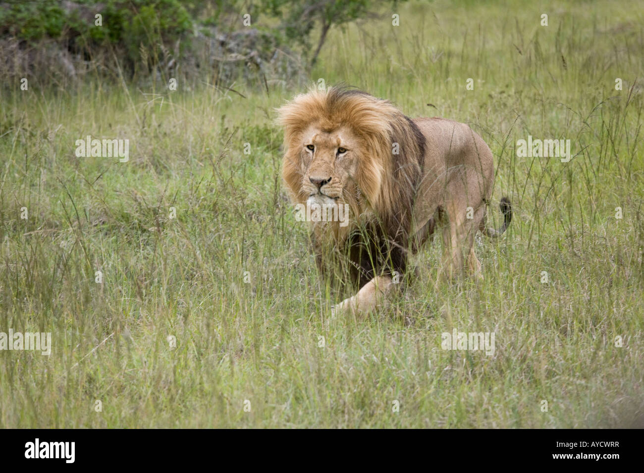Leone maschio avvicinando anche se l'erba, Scotia Game Reserve, Sud Africa Foto Stock
