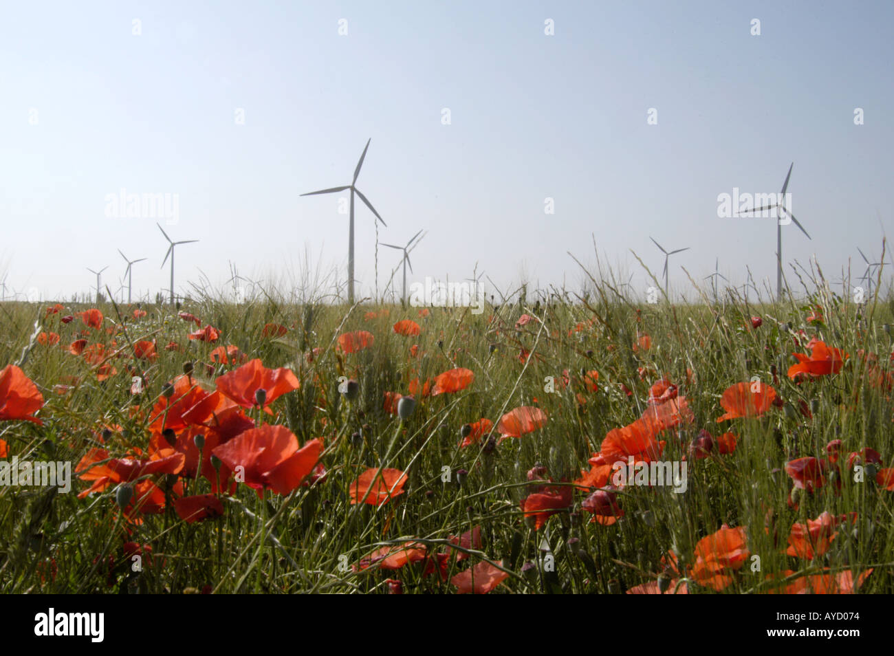 In Spagna, La Muela vicino a Zaragoza. Le turbine eoliche hanno il loro proprio tipo di bellezza come qui con i papaveri nel campo Foto Stock