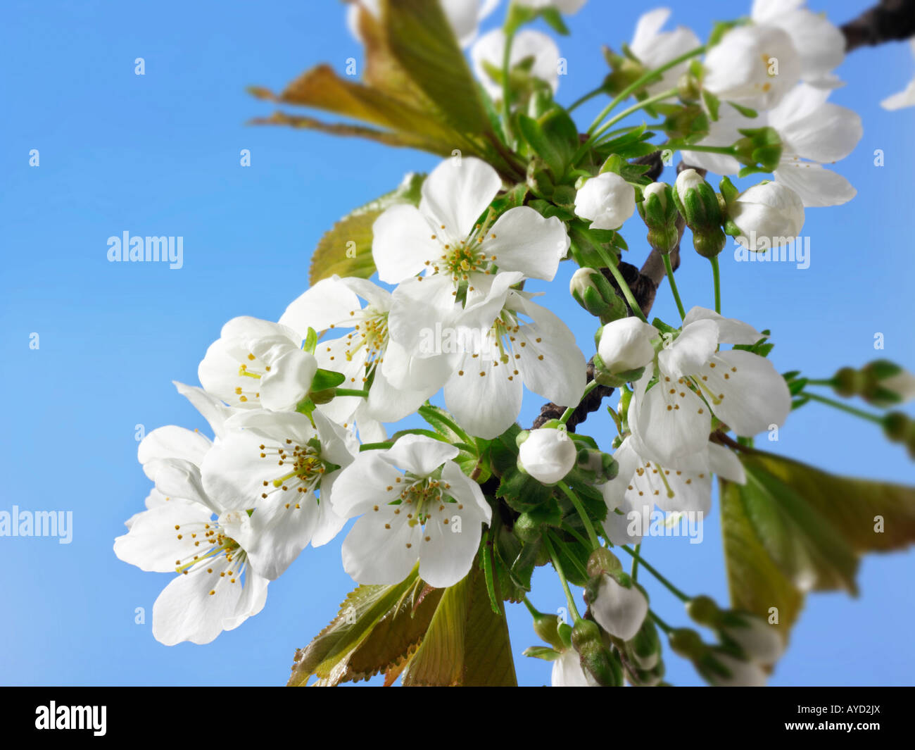 Foto di bianco fresco di fiori di ciliegio, fiori e petali freschi raccolti da un albero ciliegio Foto Stock