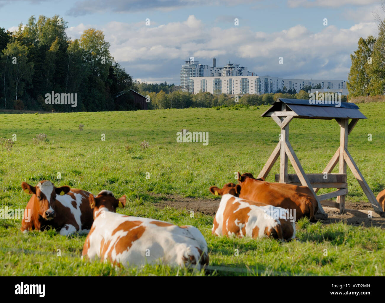 Le mucche al Viikki multidisciplinare del campus dell'Università di Helsinki, Finlandia, Europa. Foto Stock