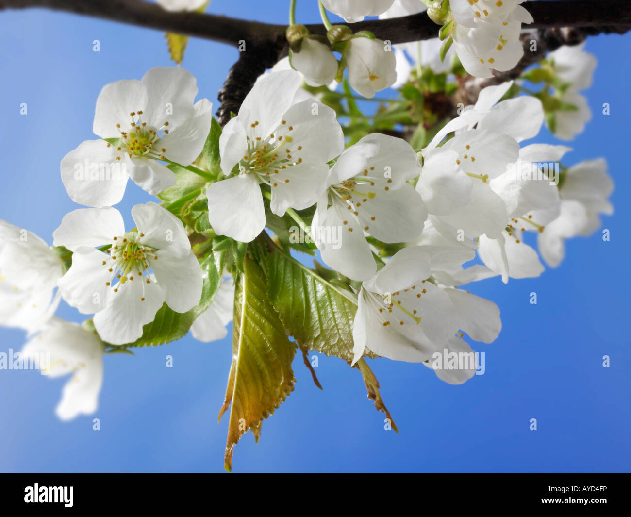 Foto di bianco fresco di fiori di ciliegio, fiori e petali freschi raccolti da un albero ciliegio Foto Stock
