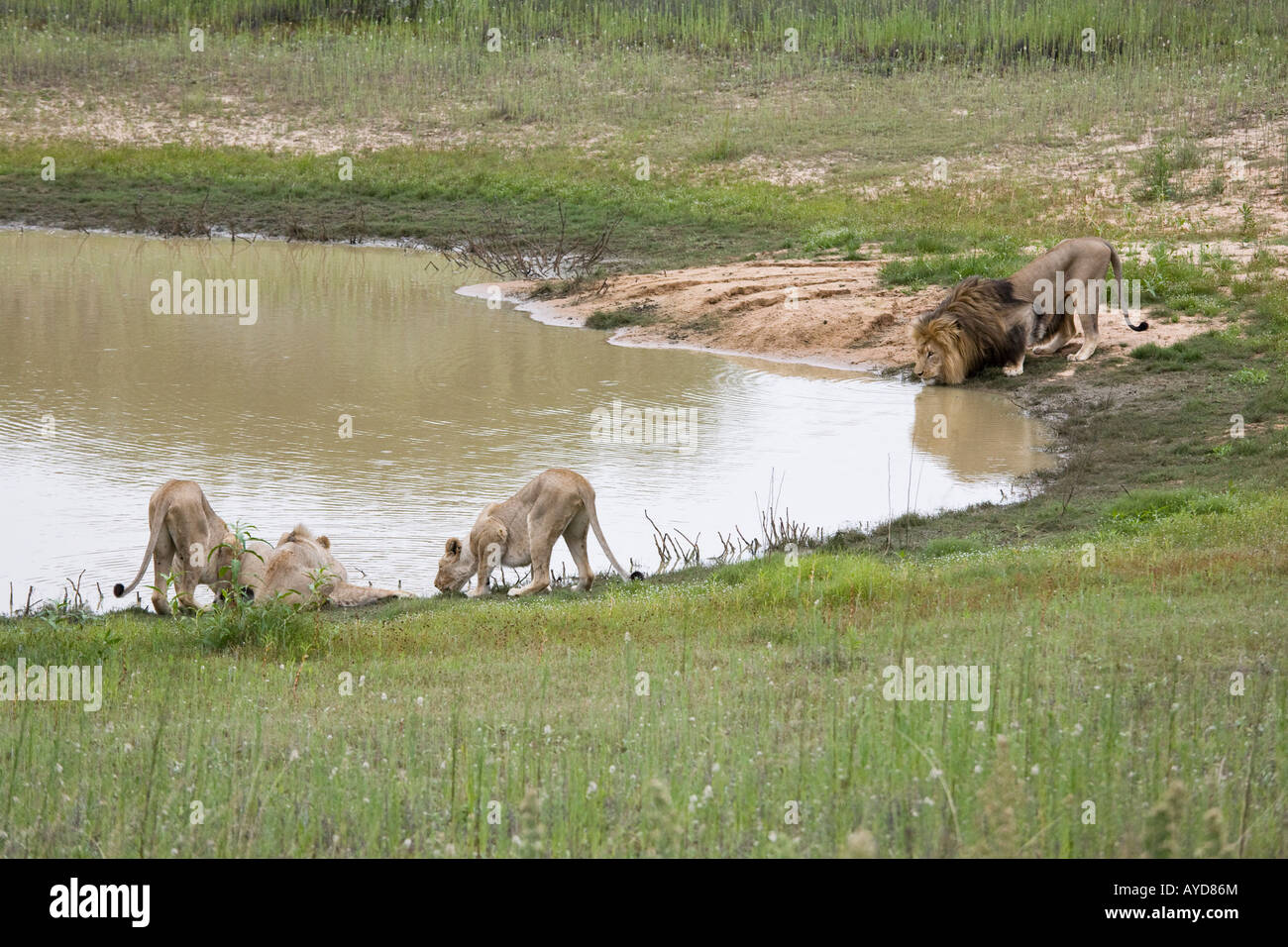 Orgoglio dei Leoni di bere da un waterhole a Scotia Game Reserve, Sud Africa Foto Stock