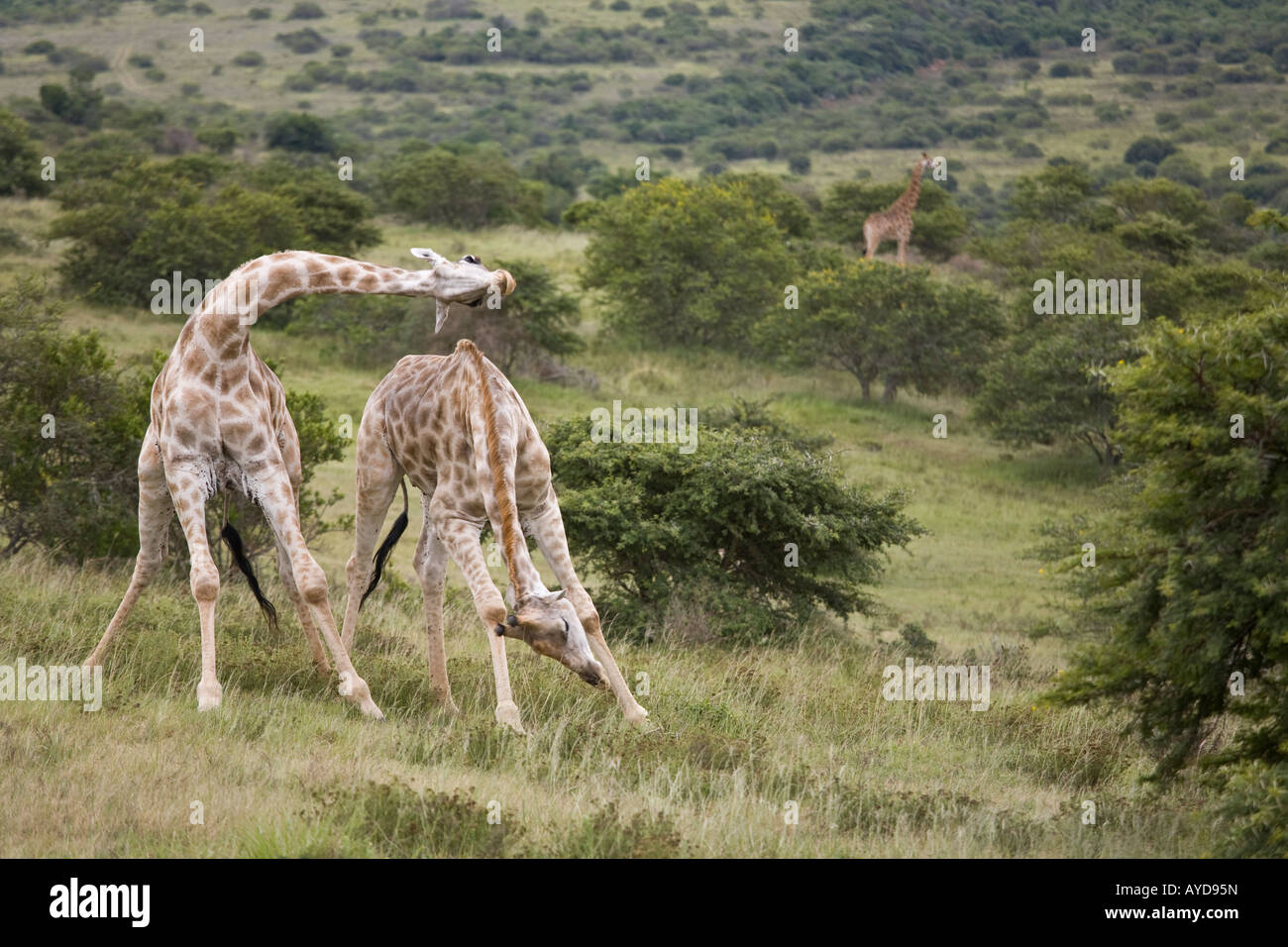 Due maschio giraffe sparring, Scotia Game Reserve, Sud Africa Foto Stock