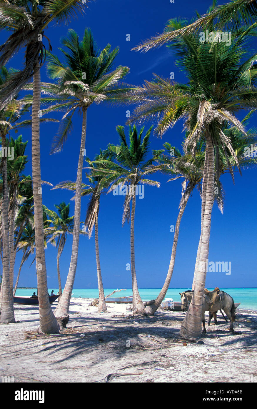 Repubblica Dominicana spiaggia Playa Juanillo beach Cap Cana zona di Punta Cana Foto Stock
