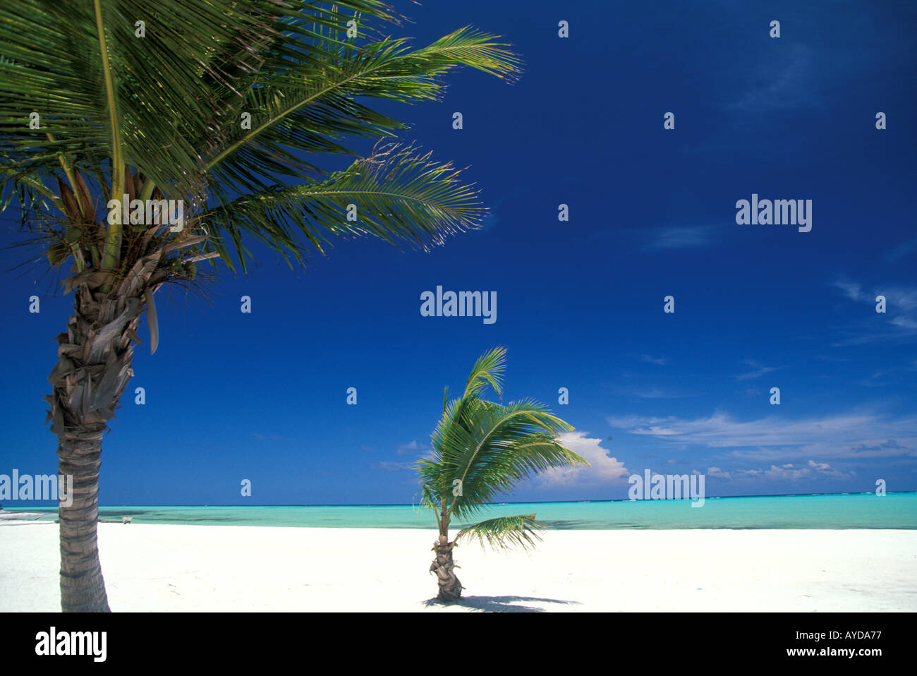 Spiaggia tropicale palme sabbia luminosa Playa Juanillo beach Cap Cana Punta Cana Foto Stock