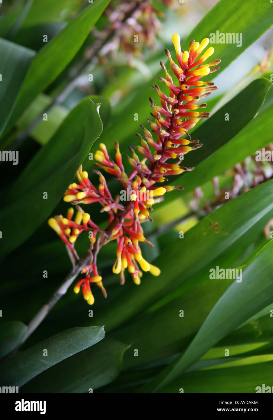 Aechmea winkleri, Bromeliaceae, bromeliad, Brasile, Sud America Foto Stock
