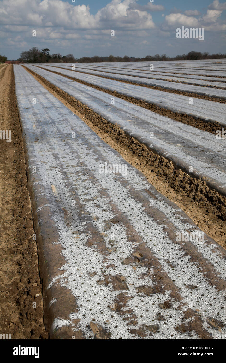 Cloche pacciamatura sparsi su campo Boyton, Suffolk, Inghilterra Foto Stock