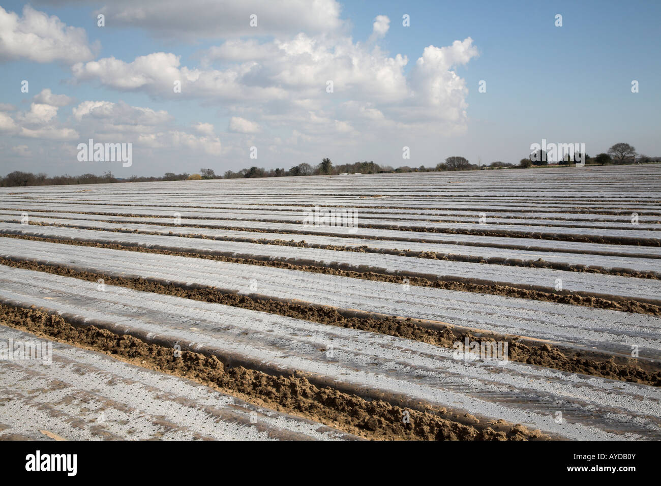 Cloche pacciamatura sparsi su campo Boyton, Suffolk, Inghilterra Foto Stock