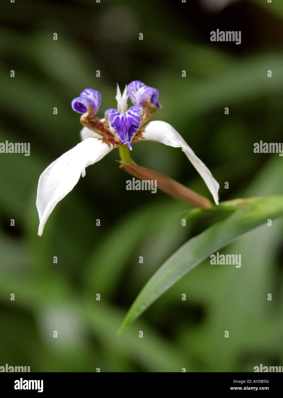 Iris a piedi aka Nord False Flag Neomarica northiana Iridaceae Iris Tropical America del Sud Foto Stock